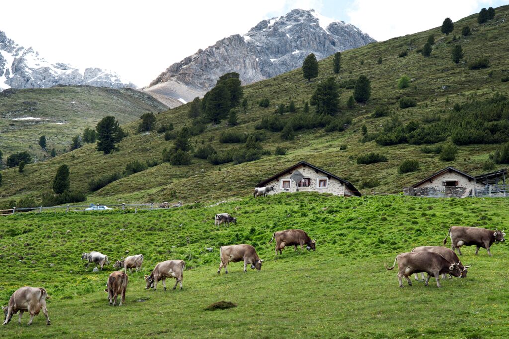 Mucche al pascolo sulle montagne della Svizzera (Foto: Gabriela Brändle/Agroscope)