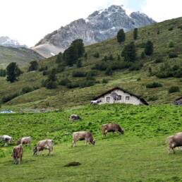 Mucche al pascolo sulle montagne della Svizzera (Foto: Gabriela Brändle/Agroscope)
