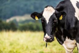 Dairy cattle can be the focus of three activities