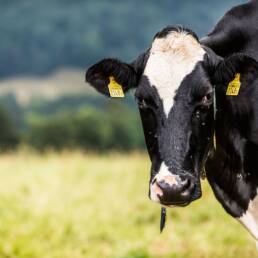 Il bestiame da latte può essere al centro di tre attività