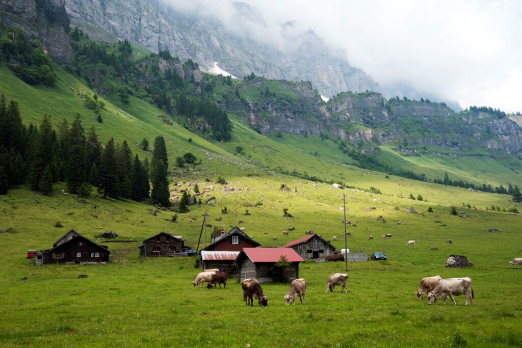 Le mucche incarnano il tipico panorama elvetico (Foto: Gabriela Brändle/Agroscope)