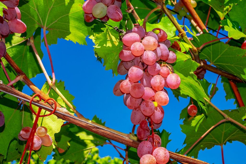 Grappoli di vite appesi ad alberi di vite in Ticino