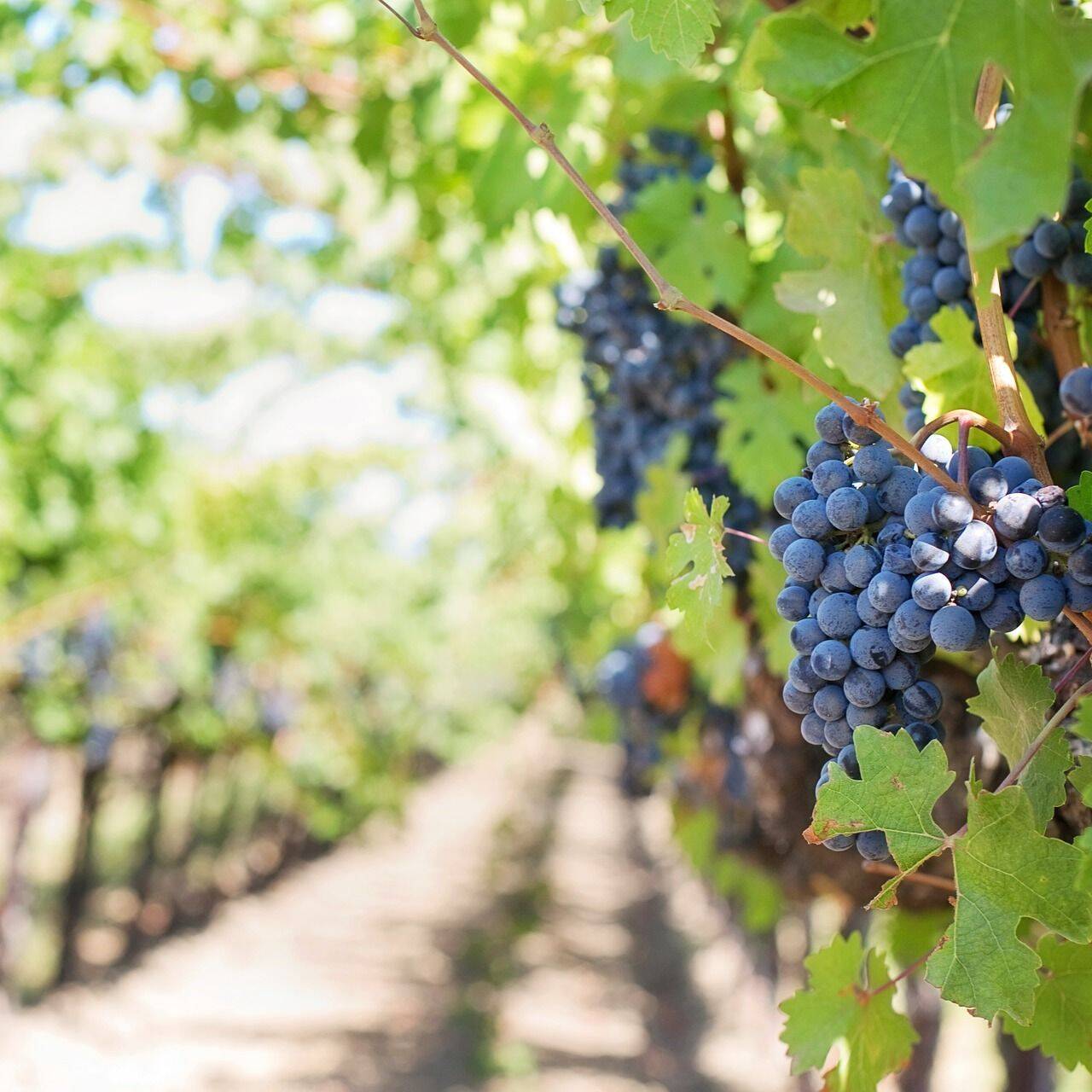 La vendemmia nella Confederazione Elvetica