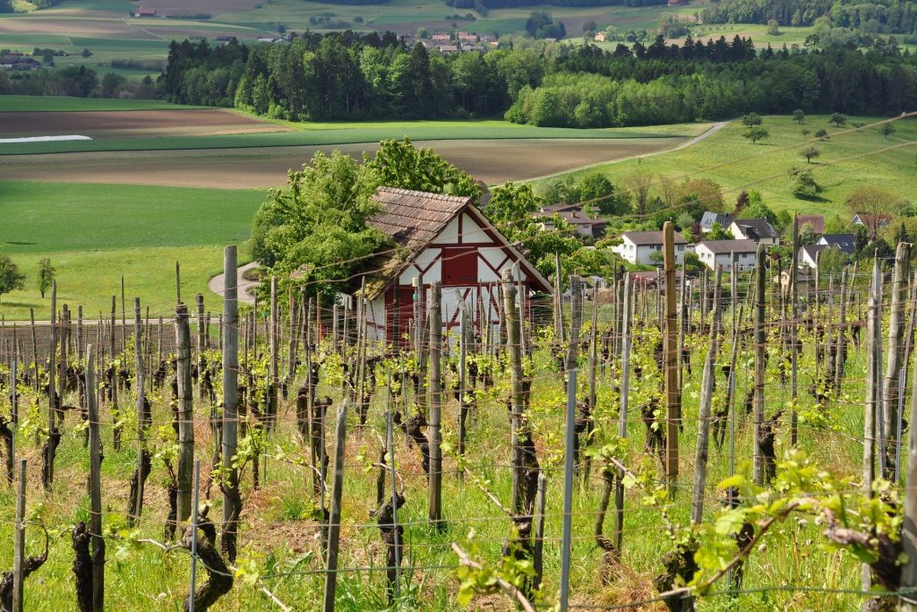 La vendemmia nella Confederazione Elvetica