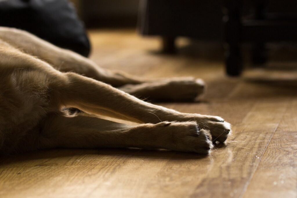 Un cane ammalato e rannicchiato su stesso