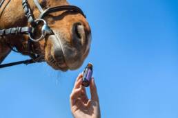 Un cavallo costretto a prendere medicamenti