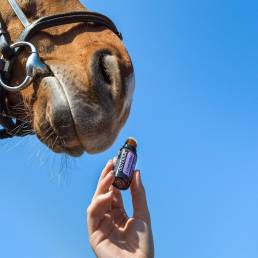 Un cavallo costretto a prendere medicamenti