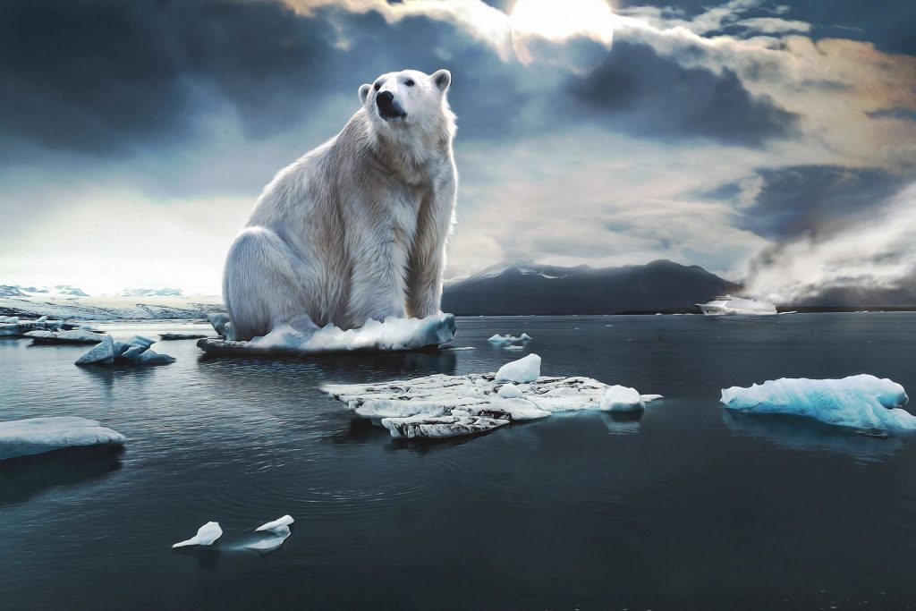 La gigantesca e solitaria figura di un orso polare.