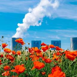 Papaveri sullo sfondo di una centrale nucleare attiva