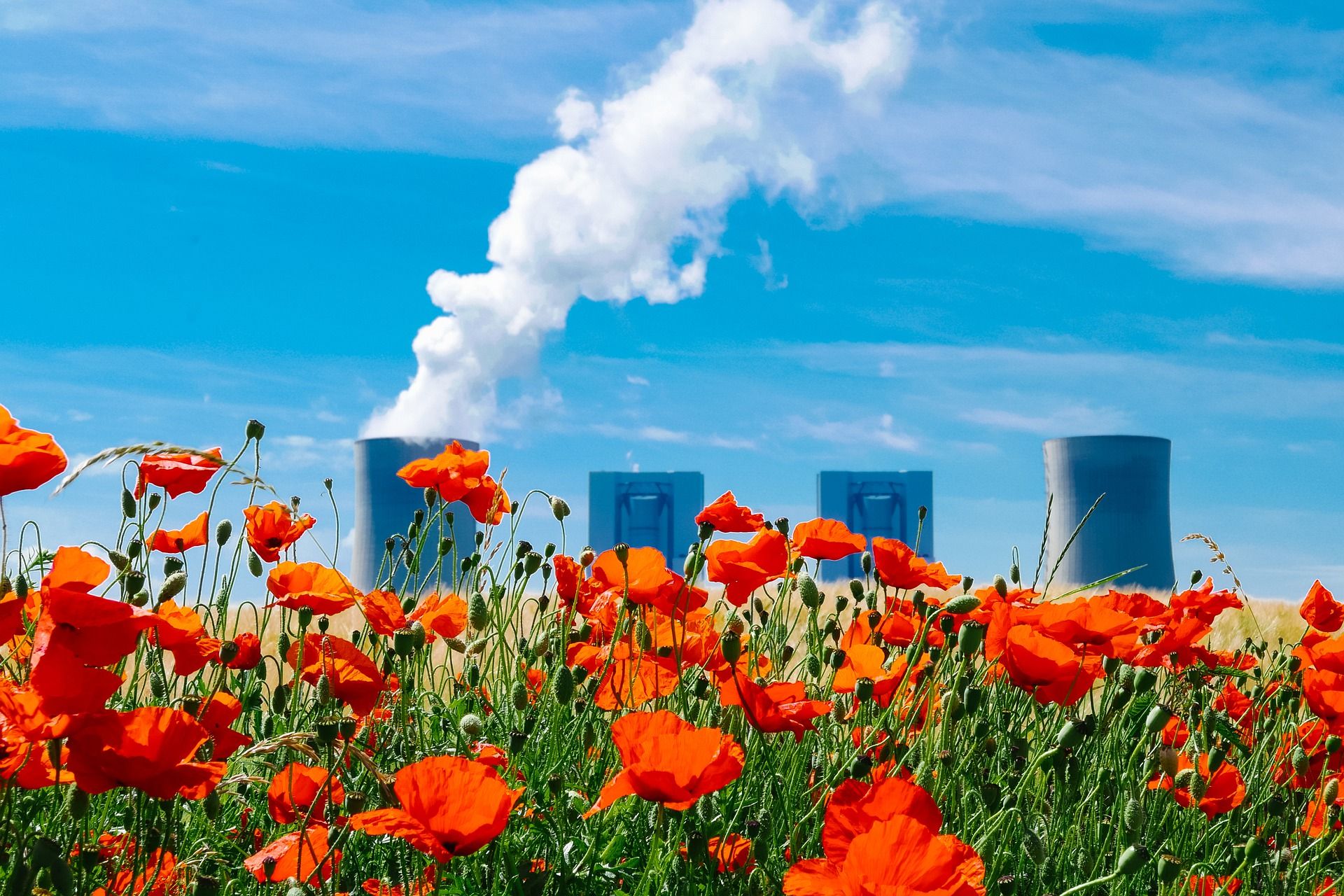 Papaveri sullo sfondo di una centrale nucleare attiva