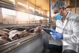 Un veterinario impegnato nel controllo dello stato di salute degli animali in un allevamento suino in Svizzera