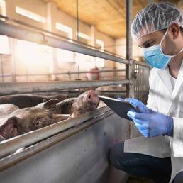 Un veterinario impegnato nel controllo dello stato di salute degli animali in un allevamento suino in Svizzera