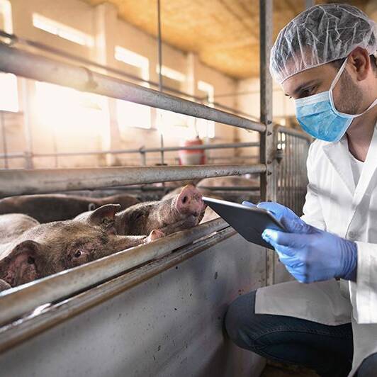 Un veterinario impegnato nel controllo dello stato di salute degli animali in un allevamento suino in Svizzera