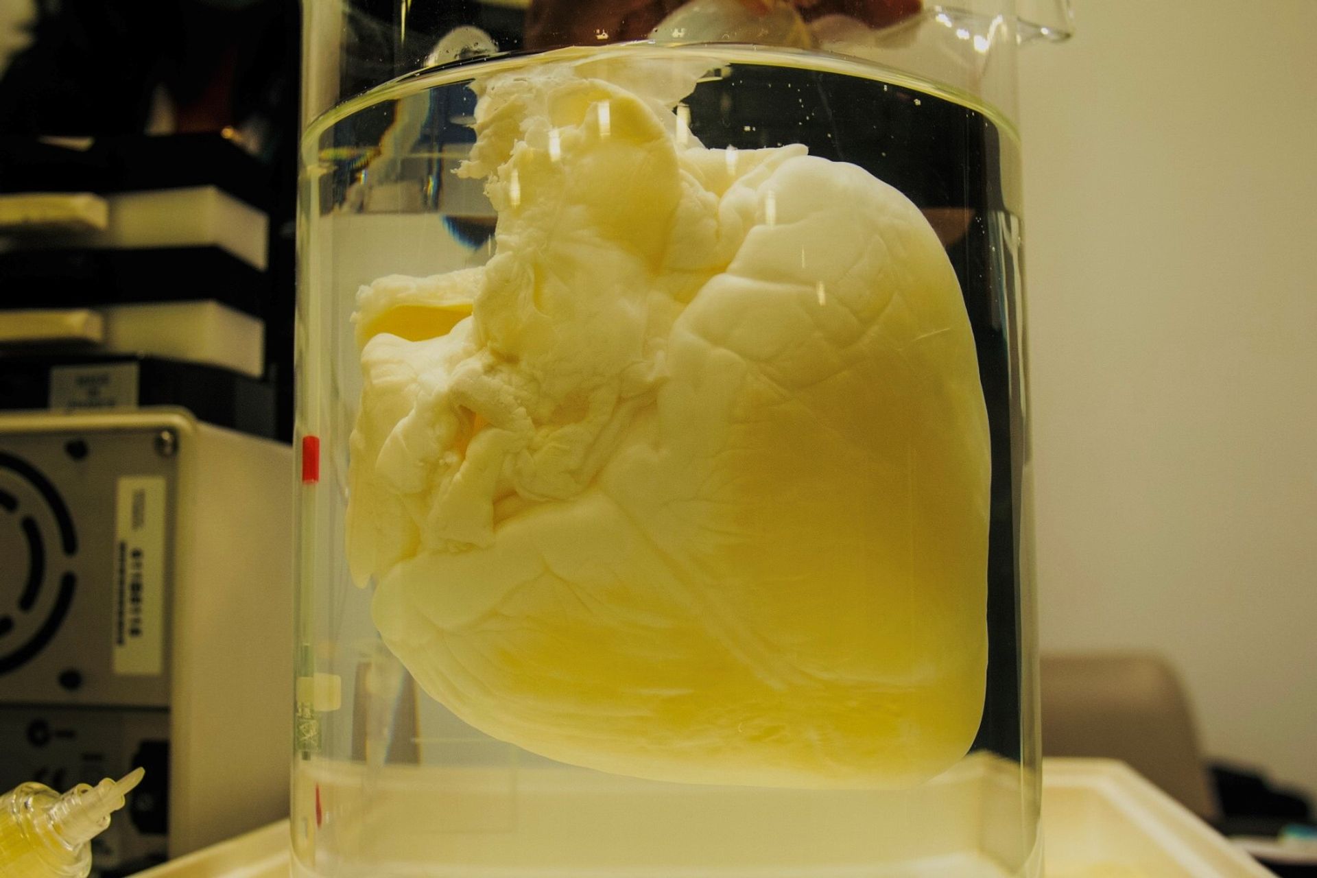 Cuore decellularizzato realizzato da Lifelab-Coris Veneto