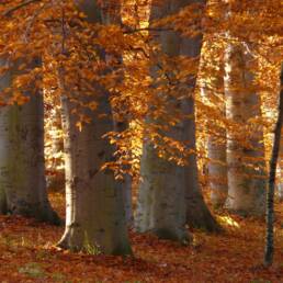 Le splendide faggete dei Cantoni svizzeri di Soletta e Ticino