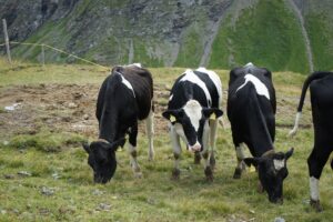 Mucche di razza Frisona (Holstein) al pascolo