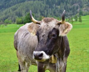 Mucca - razza Grigia Alpina
