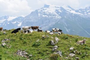 Mucche all'alpeggio in alta montagna