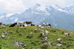 Mucche all'alpeggio in alta montagna