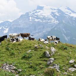 Mucche all'alpeggio in alta montagna