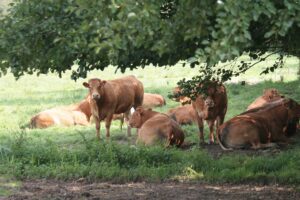 Mucche - razza Limousin al pascolo