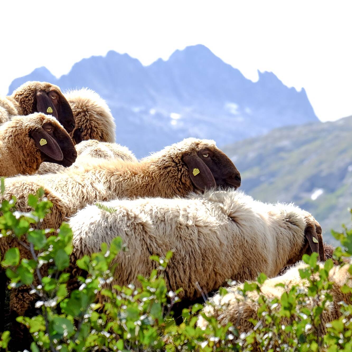 Engadinerschafe - moutons d'Engadine - pecore dell’Engadina - Engadine sheep © agroscope.admin.ch