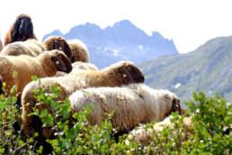 Engadinerschafe - moutons d'Engadine - pecore dell’Engadina - Engadine sheep © agroscope.admin.ch