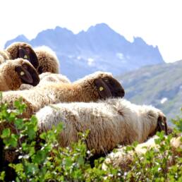 Engadinerschafe - moutons d'Engadine - pecore dell’Engadina - Engadine sheep © agroscope.admin.ch