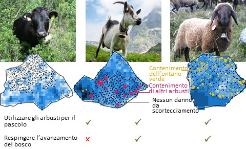 Razze rustiche di bovini, caprini e ovini e relativi effetti sull’ontano verde © agroscope.admin.ch