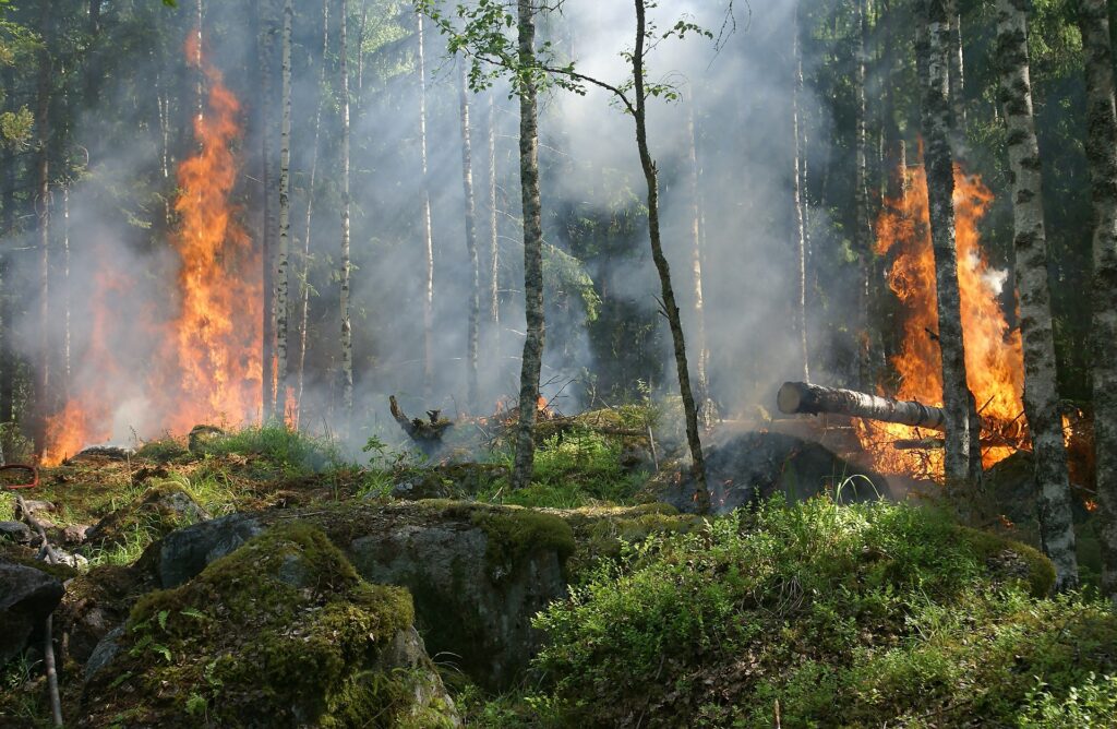 Una foresta in fiamme