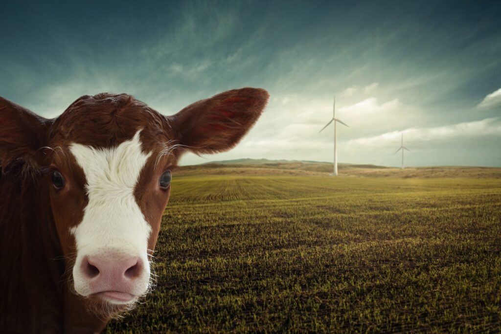 Una mucca presso un impianto eolico Photo by nosita on Pixabay
