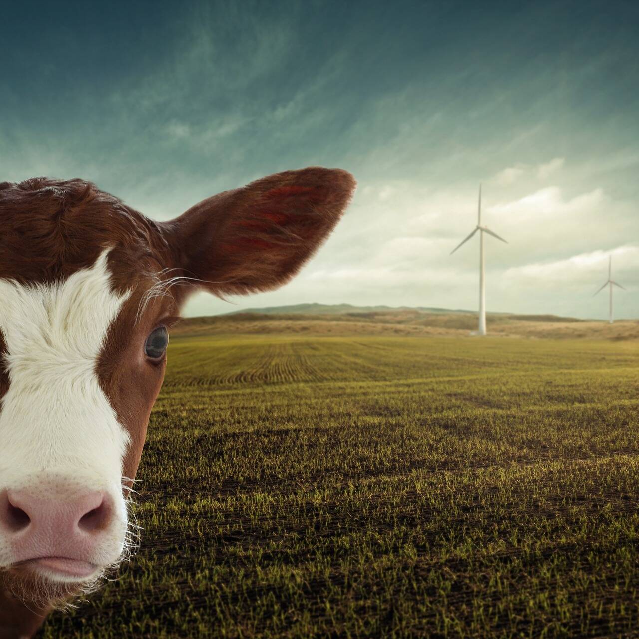 Una mucca presso un impianto eolico Photo by nosita on Pixabay