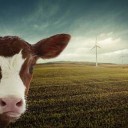 Una mucca presso un impianto eolico Photo by nosita on Pixabay