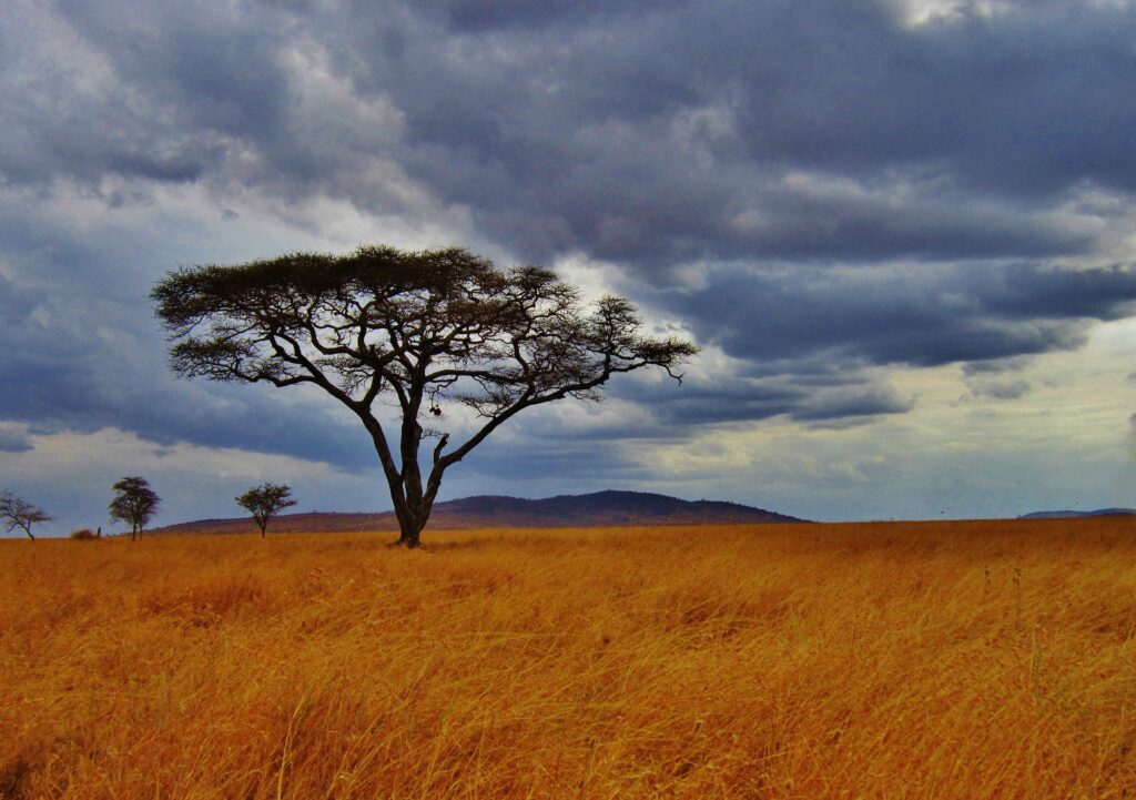 La pianura di Serengeti in Tanzania Photo by Michelle Raponi on Pixabay