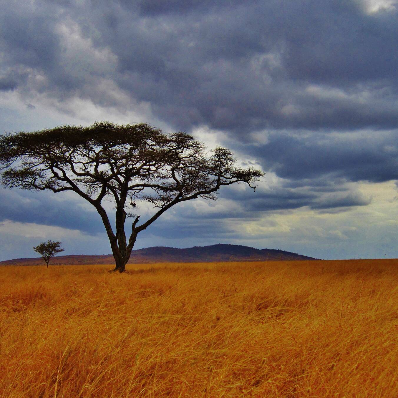 La pianura di Serengeti in Tanzania Photo by Michelle Raponi on Pixabay