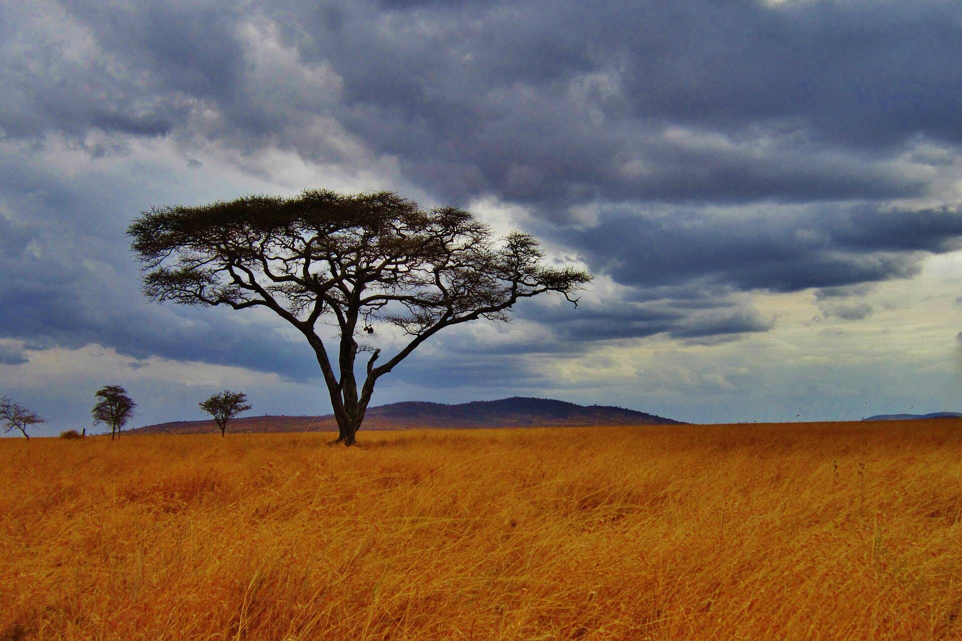 La pianura di Serengeti in Tanzania Photo by Michelle Raponi on Pixabay