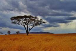 La pianura di Serengeti in Tanzania Photo by Michelle Raponi on Pixabay