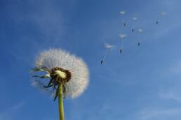 Dandelion Image by Michael Schwarzenberger from Pixabay