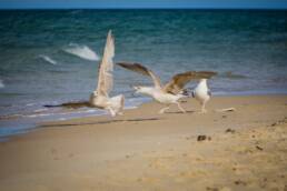 Seagulls quarrel Image by Dirk from Pixabay