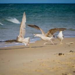 Seagulls quarrel Image by Dirk from Pixabay