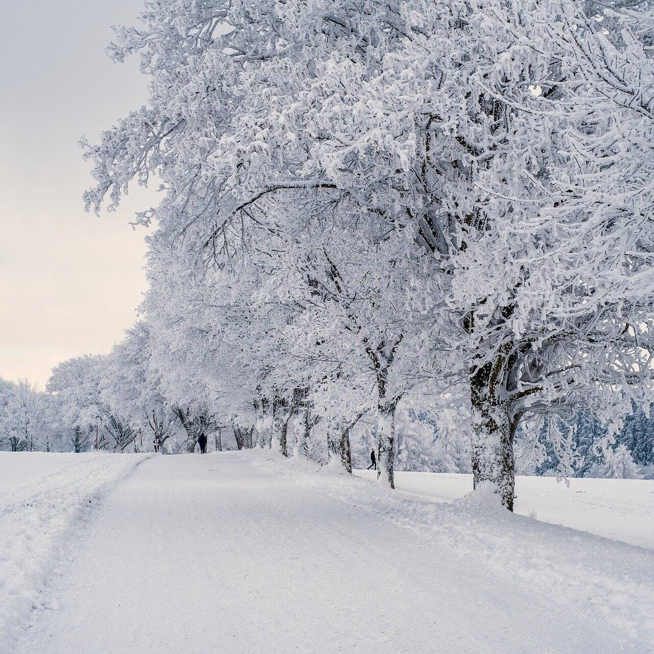 Winter trail in the snow Image by Nicky ❤️🌿🐞🌿❤️ from Pixabay