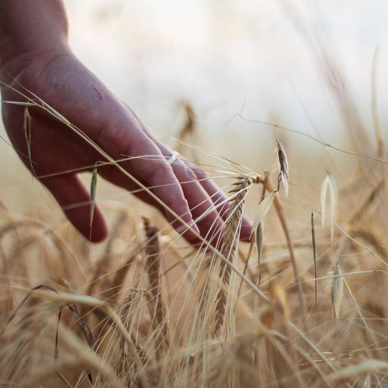 Hand caresses ears of wheat Image by Batatolis Panagiotis from Pixabay
