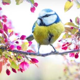 spring-bird Image by Jill Wellington from Pixabay