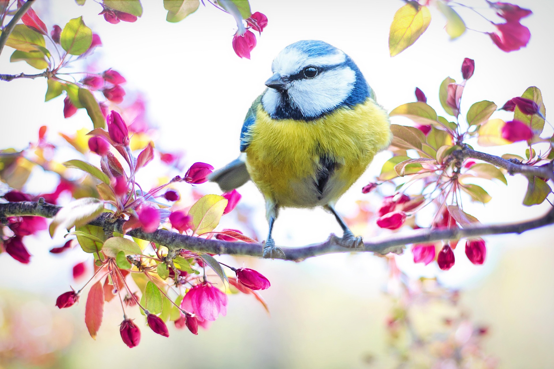 spring-bird Image by Jill Wellington from Pixabay