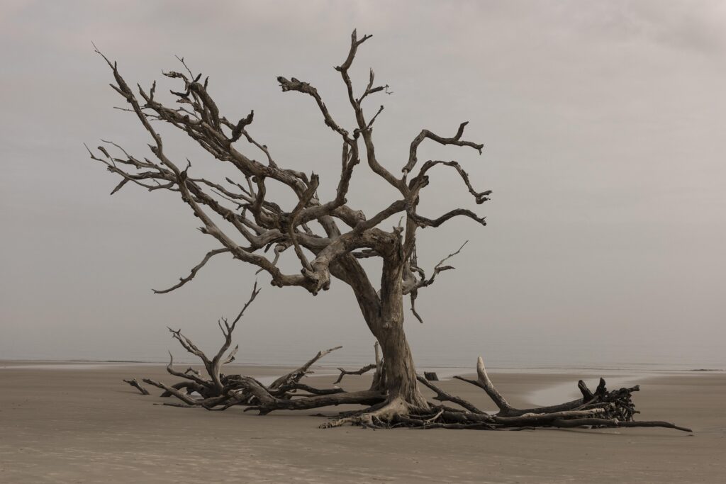 Tree on the beach Image by Pam Patterson from Pixabay