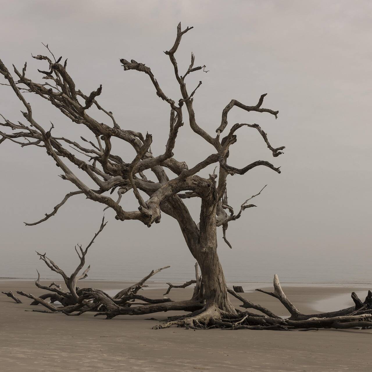 Tree on the beach Image by Pam Patterson from Pixabay
