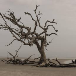 Tree on the beach Image by Pam Patterson from Pixabay